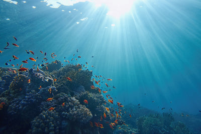 The latest ocean conservation initiatives